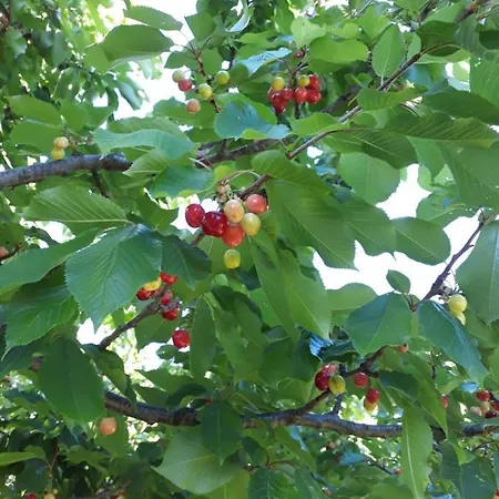 Les 3 Hirondelles * Pont-Saint-Esprit